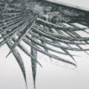 Palm Canopy